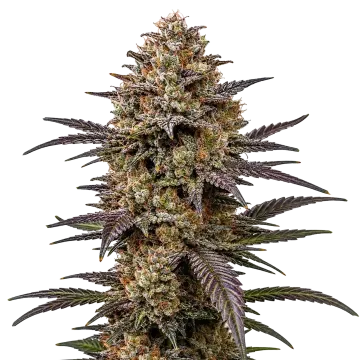 The Toad cannabis plant