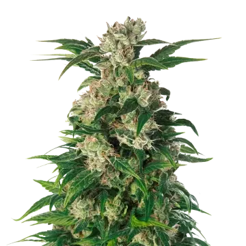 Trainwreck cannabis plant