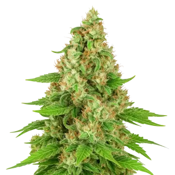 Triangle Kush Auto cannabis plant