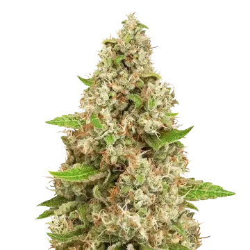 Triangle Kush cannabis plant