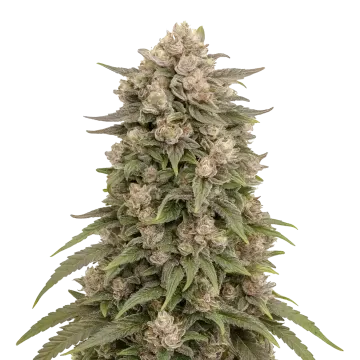 Tropicana Cherry cannabis plant