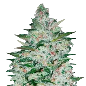 Tropicana Cookies cannabis plant