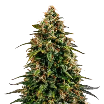 Watermelon Zkittlez cannabis plant
