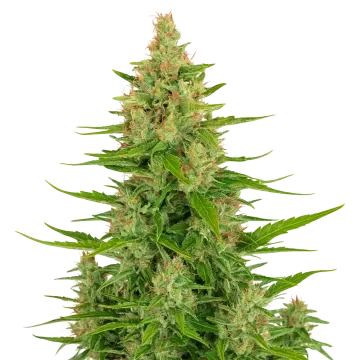 Wedding Cake Auto cannabis plant