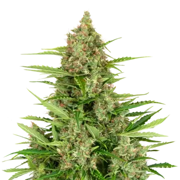 Wedding Cake cannabis plant