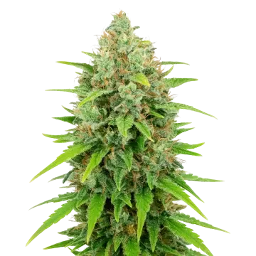 White Rhino Auto cannabis plant