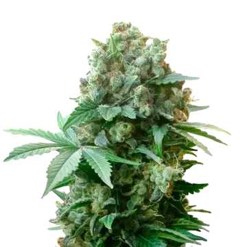 White Russian cannabis plant