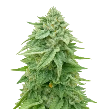 White Truffle cannabis plant