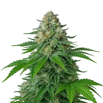 White Widow Auto