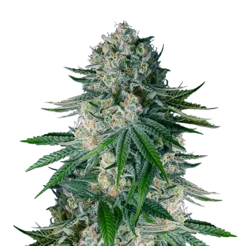 White Widow