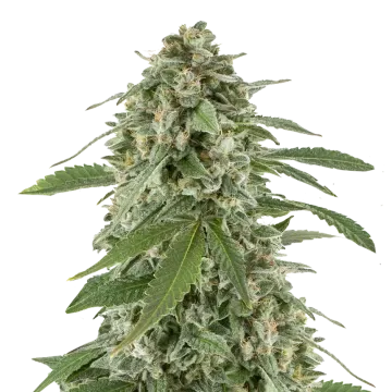 White Widow x Northern Lights
