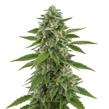 White Widow x Northern Lights Auto cannabis plant