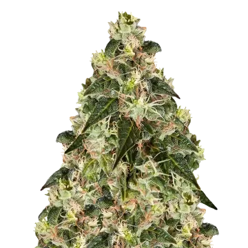 XJ-13 cannabis plant