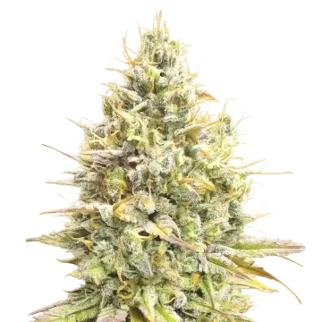 Yumbolt Banana Auto cannabis plant