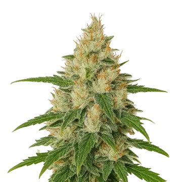 Zkittlez Auto