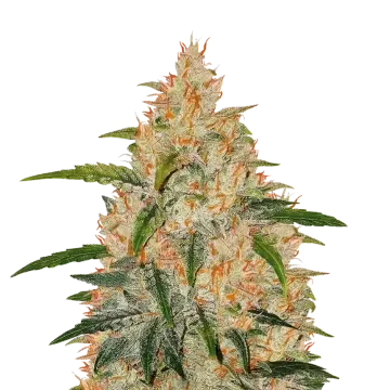 Zkittlez cannabis plant