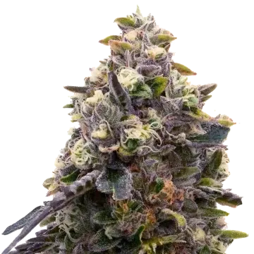 Zoap cannabis plant