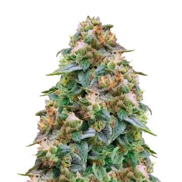 Zombie Death Fuck cannabis plant