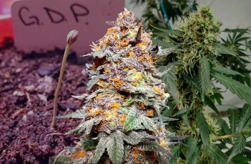 Granddaddy Purple Week by Week Grow Diary
