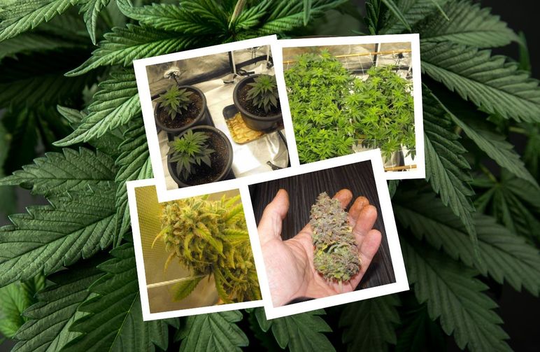 Super Silver Haze - Week by week Grow Diary & Strain Review