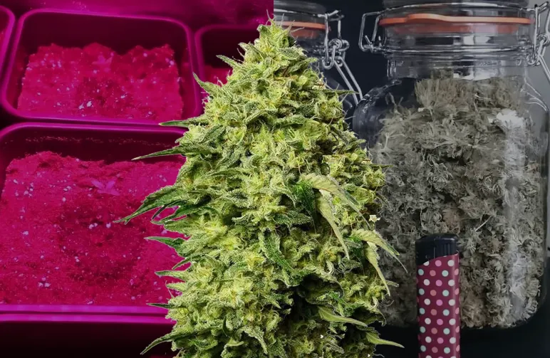 Amnesia Haze Woche für Woche Wachstumstagebuch