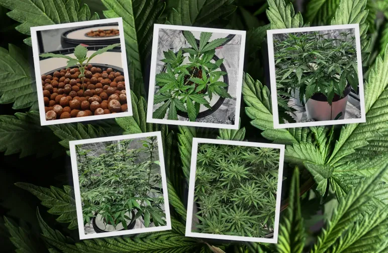 Autoflower Life Cycle With Week by Week Pictures