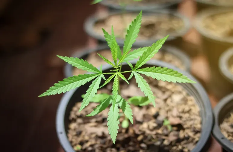 The Ultimate Autoflower-Topfgrößen-Leitfaden: Größere Erträge, gesündere Pflanzen