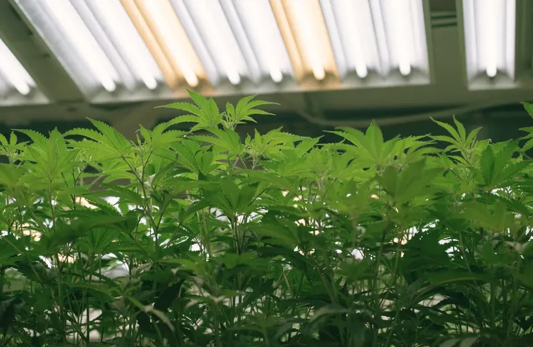 The Ultimate Autoflower Light Schedule Guide: Maximize Your Yields