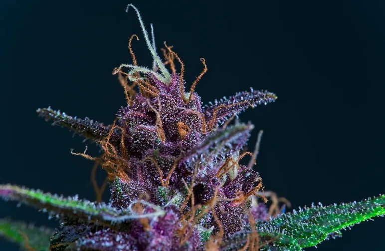 Top 5 Best Purple Weed Strains 🍇