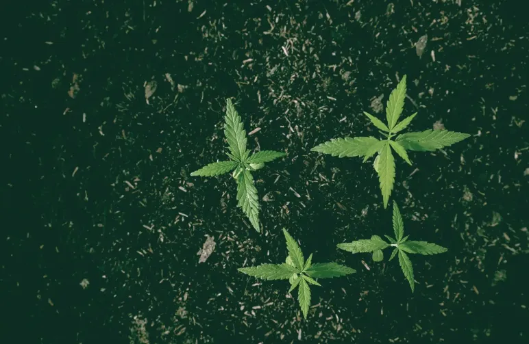 The Best Soil for Growing Weed: A Complete Grower's Guide for 2026