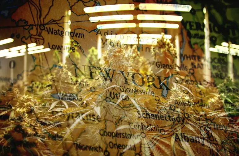 Top 5 Best Strains To Grow Outdoor in New York