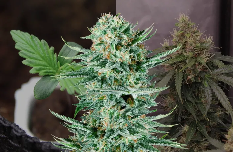 Blue Dream Auto - Week by Week Grow Diary & Strain Review