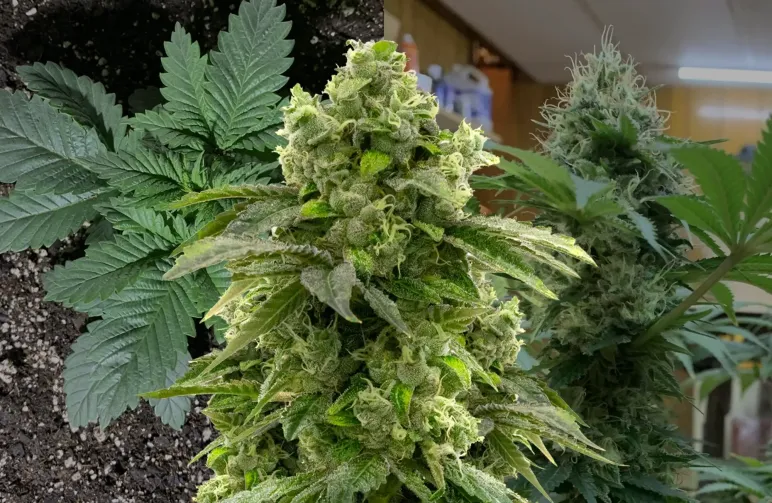 Bruce Banner Anbautagebuch Woche für Woche