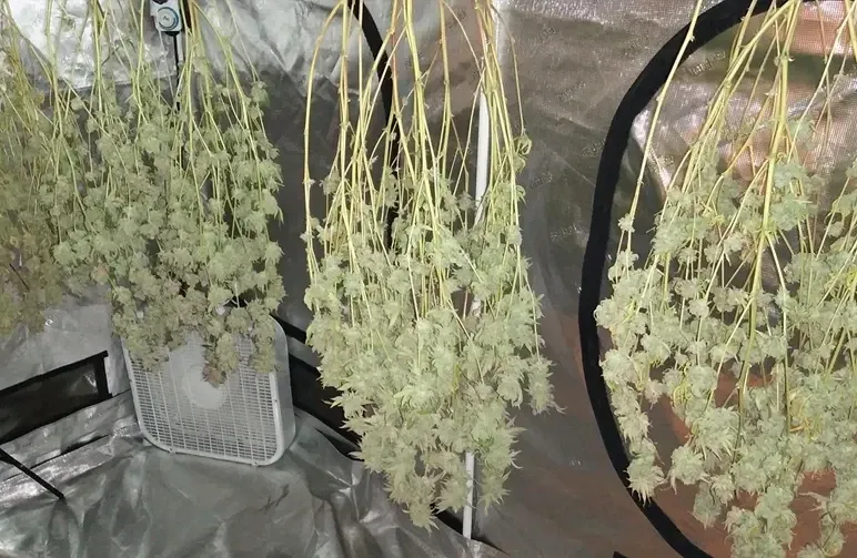 Der vollständige Leitfaden zum Ernten, Trimmen, Trocknen und Aushärten von Cannabis (2026)