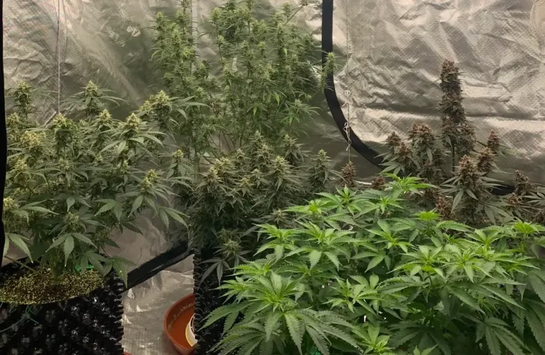Der ultimative Leitfaden zu Cannabis-Genetik, Phänotypen und Züchtung