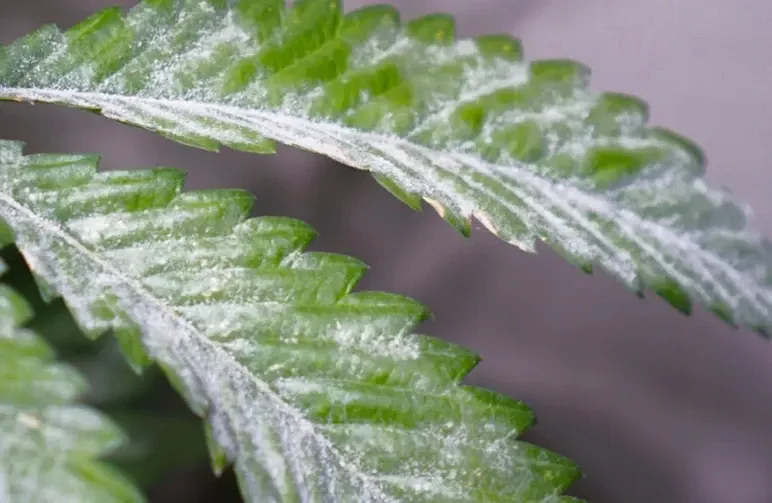 How to Spot and Treat Powdery Mildew: The Grower’s Playbook for Saving Your Harvest (2026 Update)