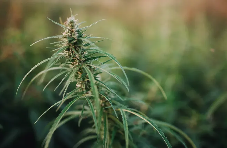 Buying Cannabis seeds New Zealand