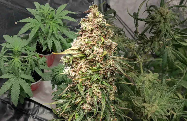 Charlotte's Web - Week by Week Grow Diary & Strain Review