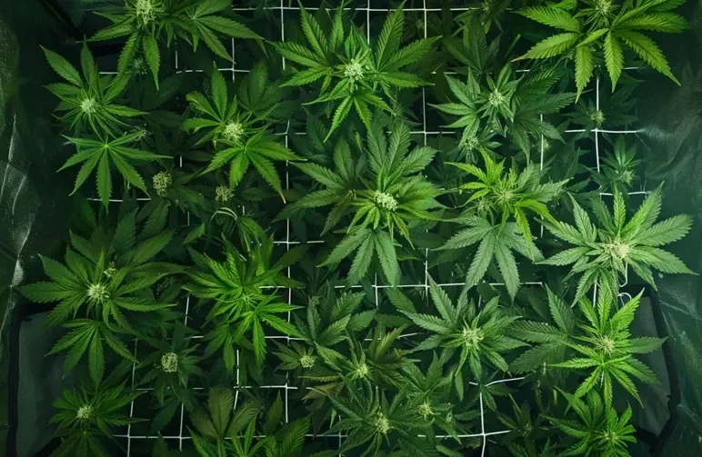 Der vollständige Leitfaden zum Cannabis-Pflanzentraining: LST, Topping und ScrOG