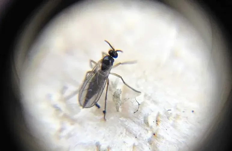 How to Get Rid of Fungus Gnats in Cannabis: A Complete Guide for Growers