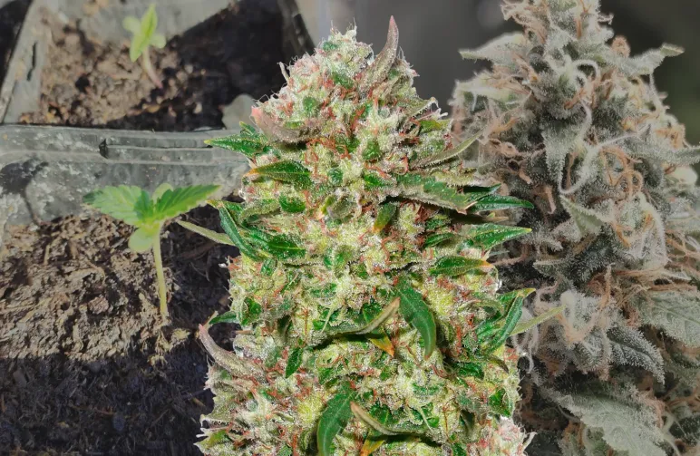 24k Gold - Week by Week Grow Diary & Strain Review