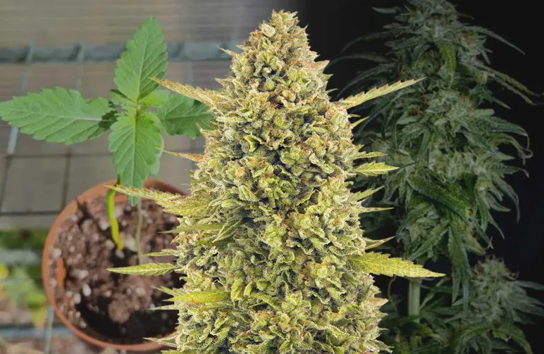 Acapulco Gold Woche-für-Woche Grow-Tagebuch