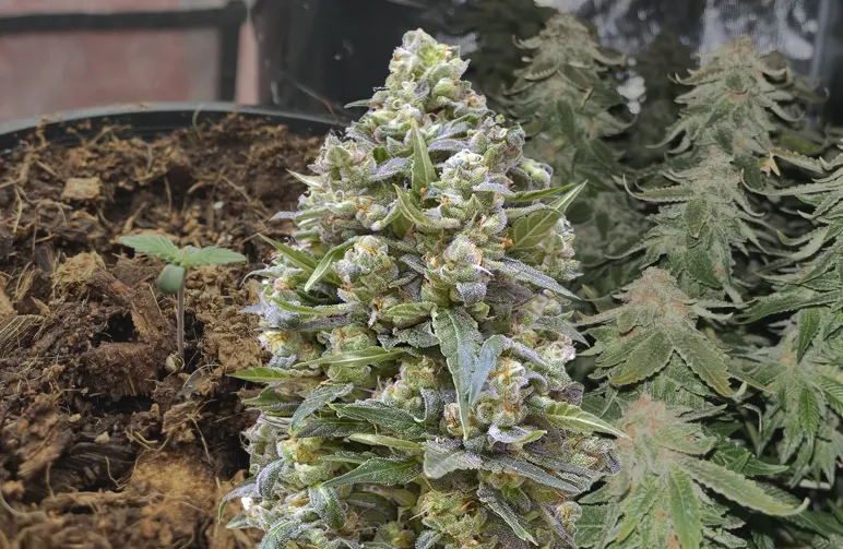 Alaskan Thunder Fuck - Week by Week Grow Diary & Strain Review