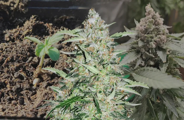 American Patriot - Week by Week Grow Diary & Strain Review