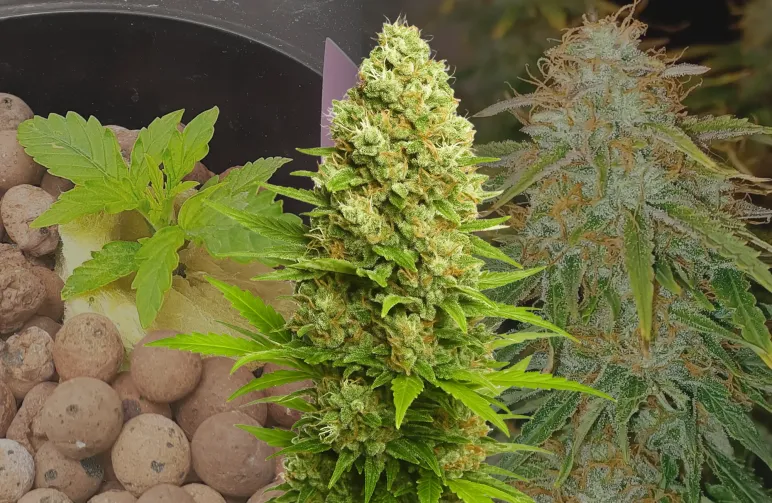 Banana Kush Auto Woche-für-Woche Anbautagebuch