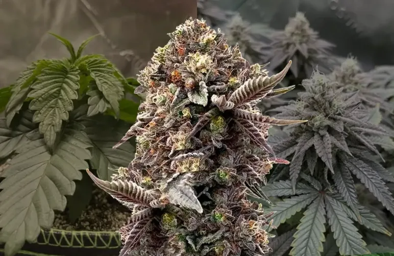 Blackberry Moonrocks - Week by Week Grow Diary & Strain Review