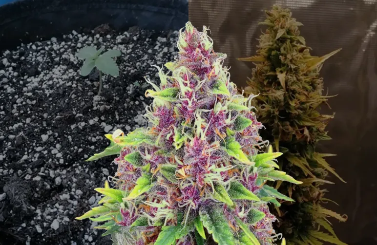 Blueberry Autoflower - Week by Week Grow Diary & Strain Review