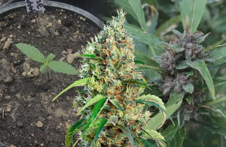 Bubblegum - Woche für Woche Grow-Report & Sortenreview