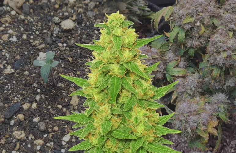 C. Banana Auto – Woche für Woche Grow Diary & Sortenbewertung