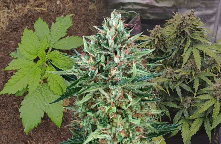 Cherry Pie Auto - Week by Week Grow Diary & Strain Review
